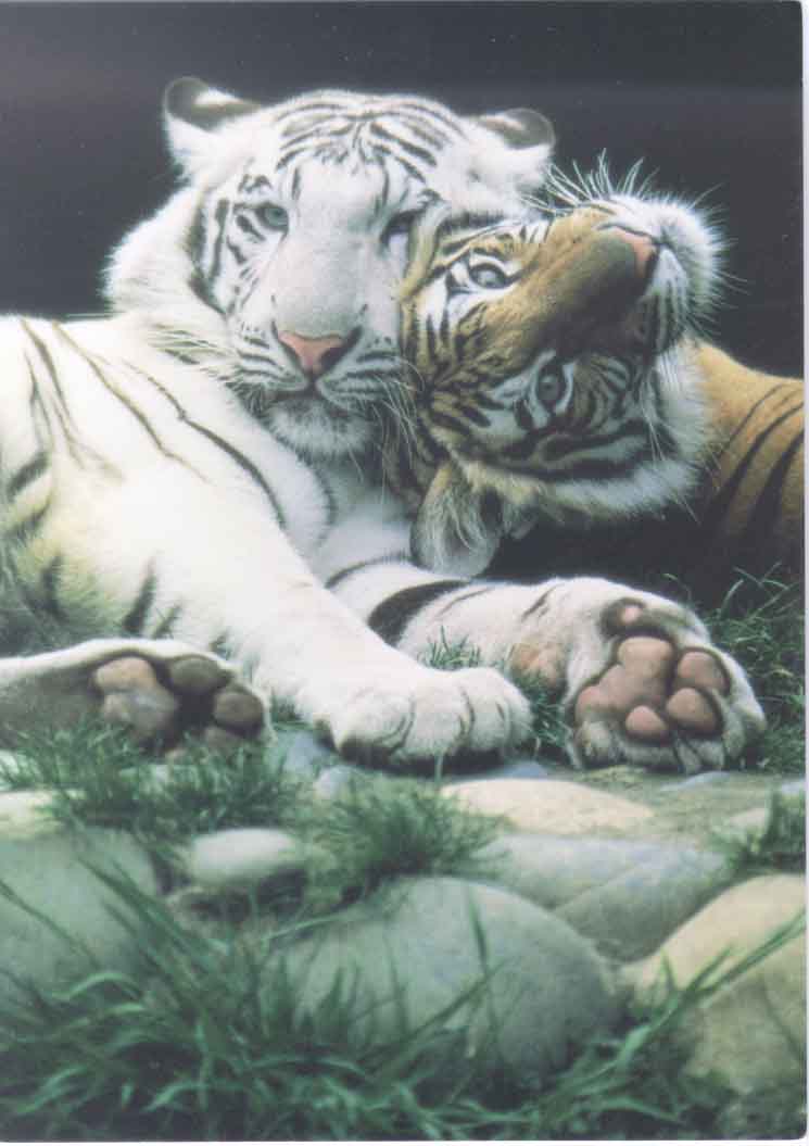 tigers.jpg