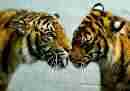 tigers2.jpg