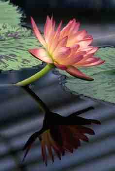 water_lily_01.jpg